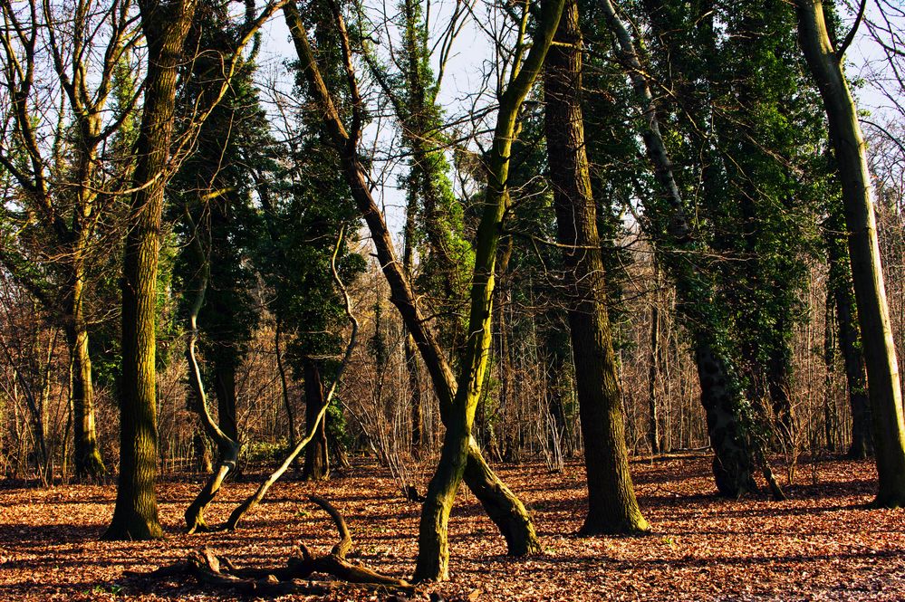 Ein Baum geht seinen Weg!!!!