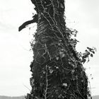 Ein Baum hält Wache