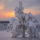 Ein Baum hat es nicht leicht