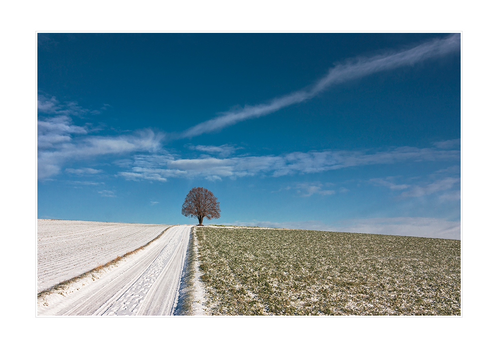 Ein Baum I