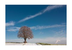 Ein Baum II