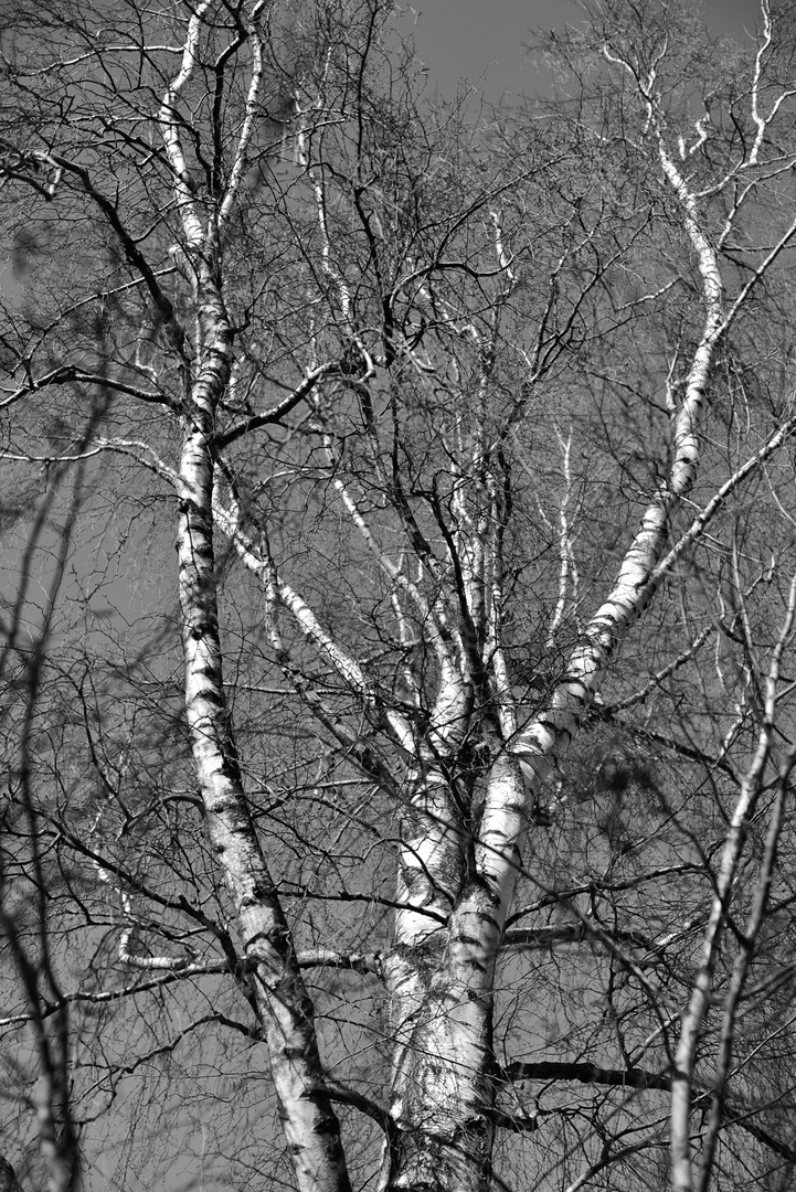 Ein Baum im Abendlicht.