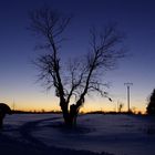 Ein Baum im Abendlicht