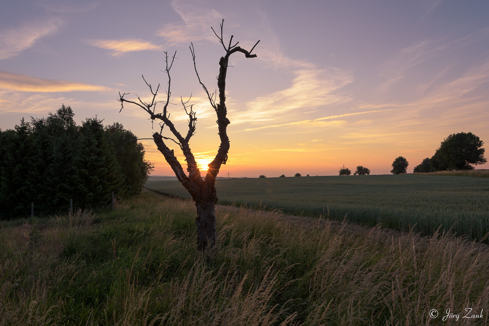 Ein Baum im Abendlicht