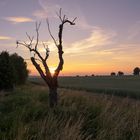 Ein Baum im Abendlicht