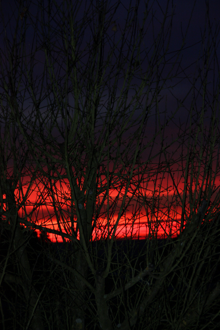 Ein Baum im Abendrot