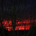 Ein Baum im Abendrot