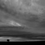 ein Baum im Auge des Sturms I