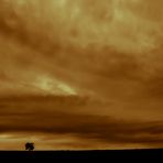 ein Baum im Auge des Sturms II