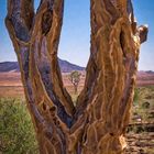 ein Baum im Baum