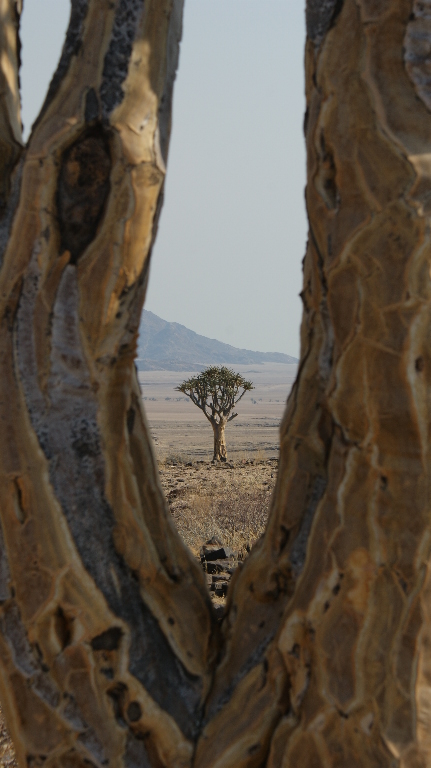 Ein Baum im Baum