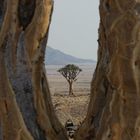 Ein Baum im Baum