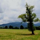 ein Baum im Dreisamtal