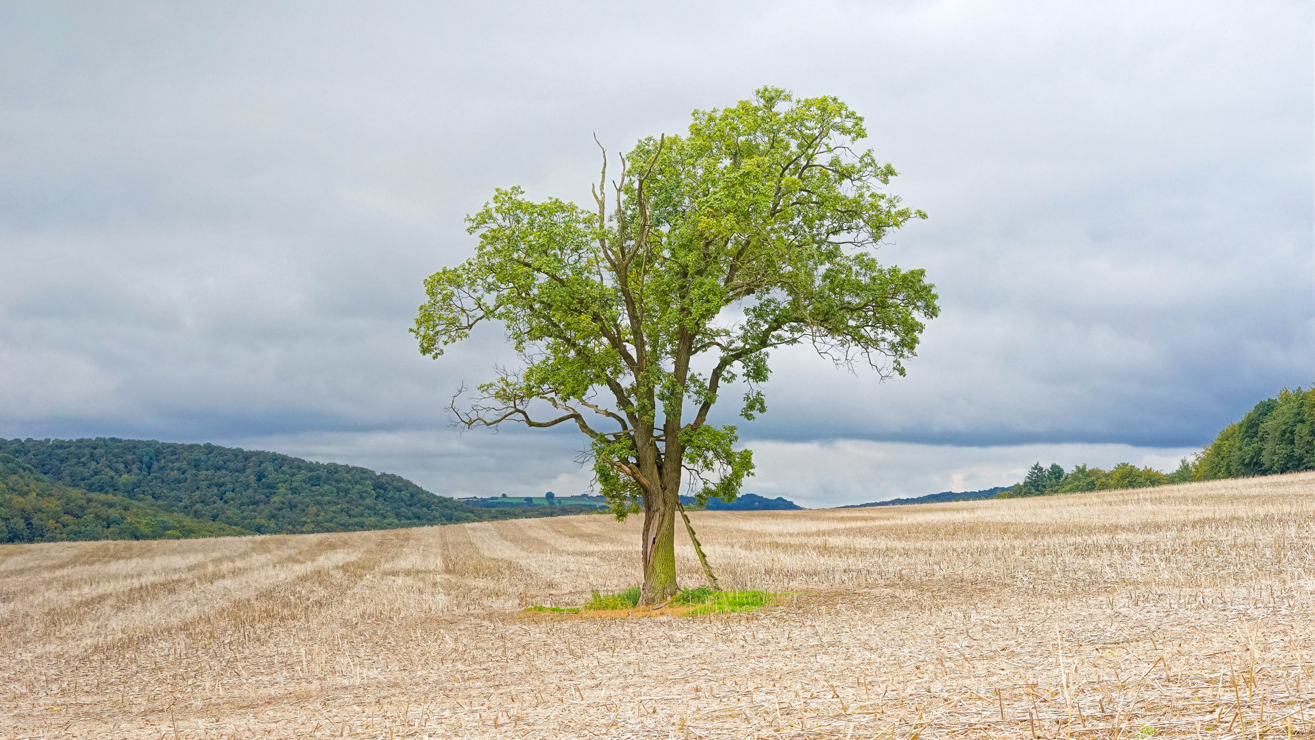 Ein Baum im Eichsfeld