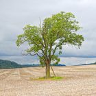 Ein Baum im Eichsfeld