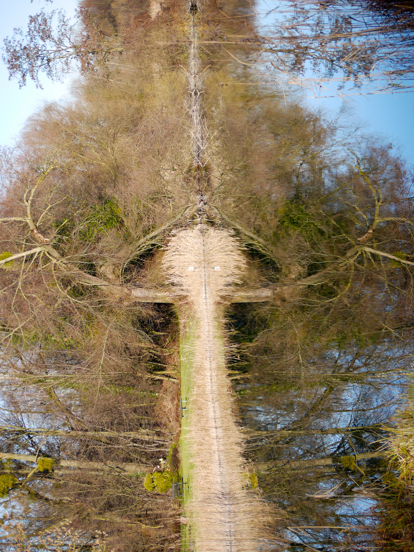 ein Baum im Feenland?