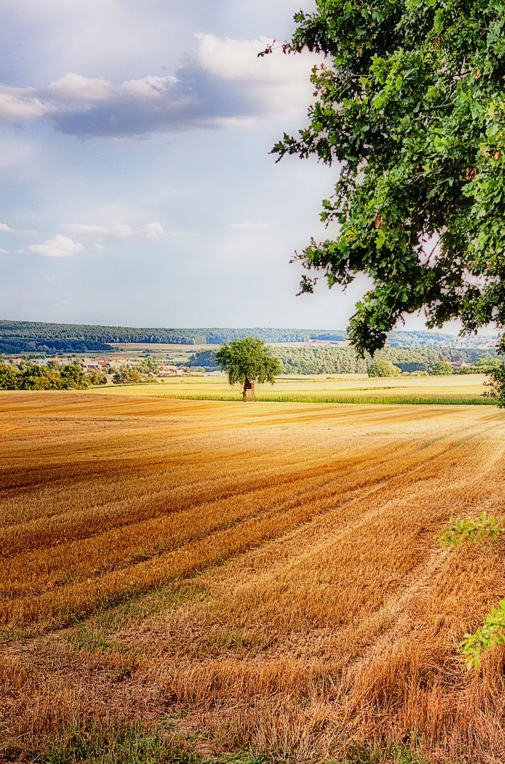 Ein Baum im Feld