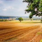 Ein Baum im Feld