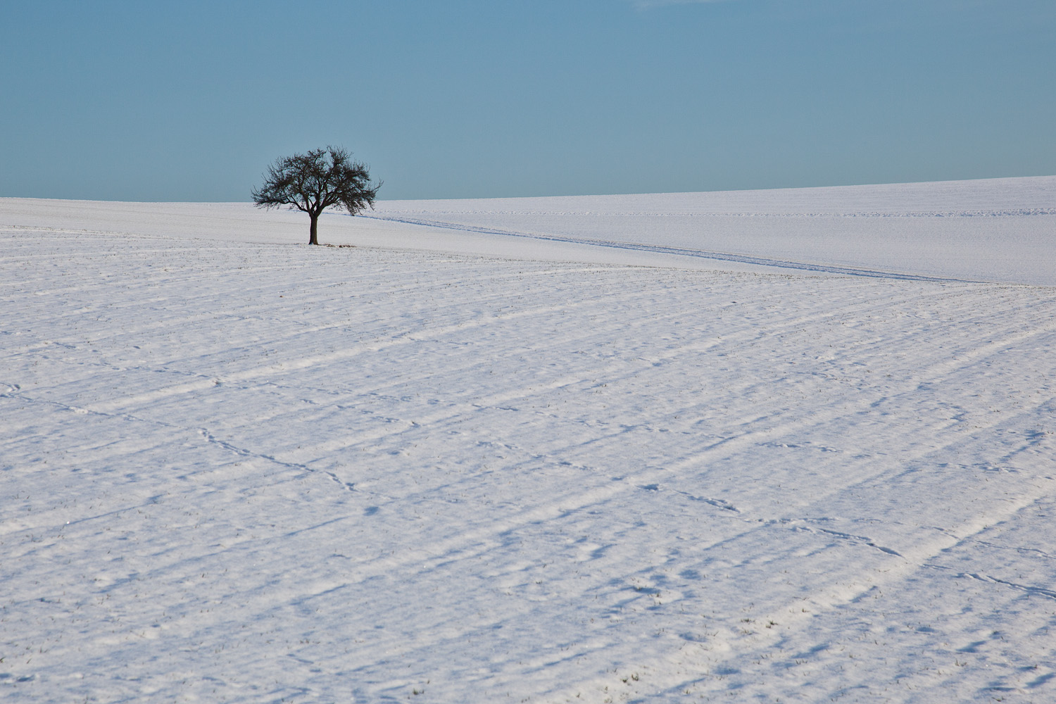 Ein Baum im Feld