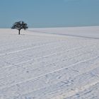 Ein Baum im Feld