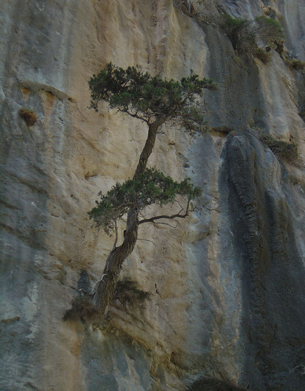 Ein Baum im Felsen