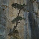 Ein Baum im Felsen