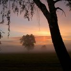 Ein Baum im Frühnebel 2