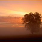 Ein Baum im Frühnebel