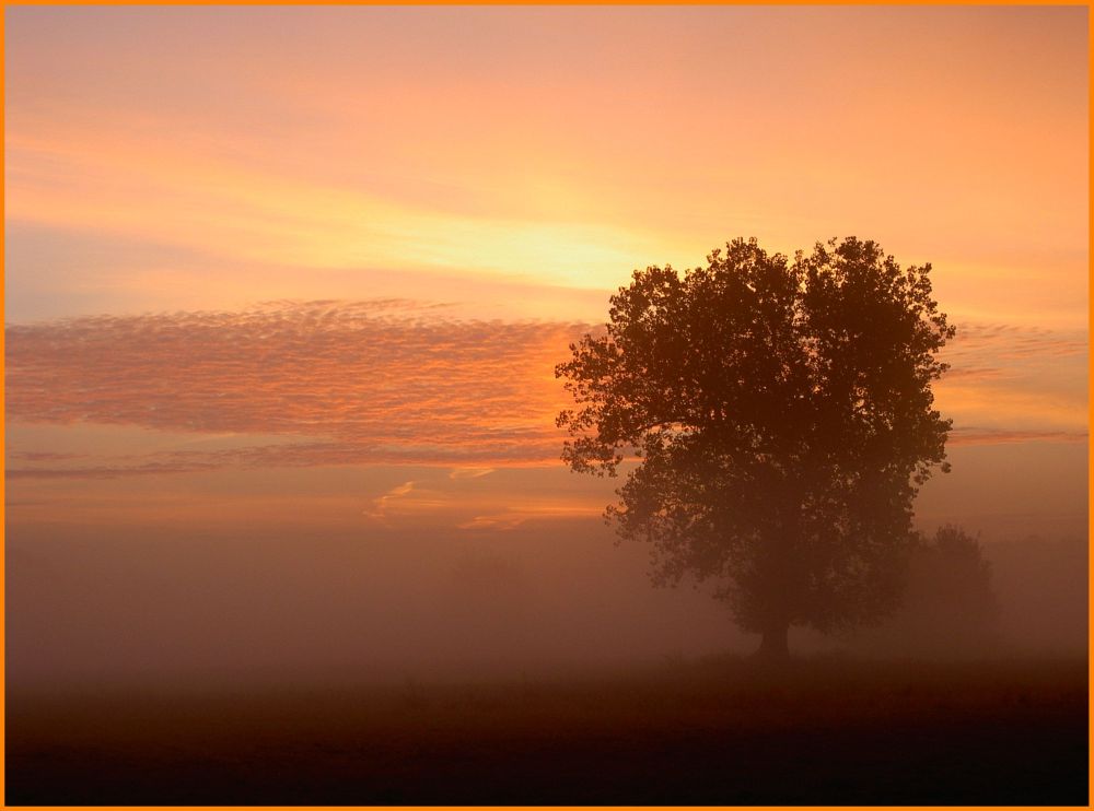 Ein Baum im Frühnebel