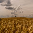 Ein Baum im Getreidefeld