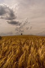 Ein Baum im Getreidefeld