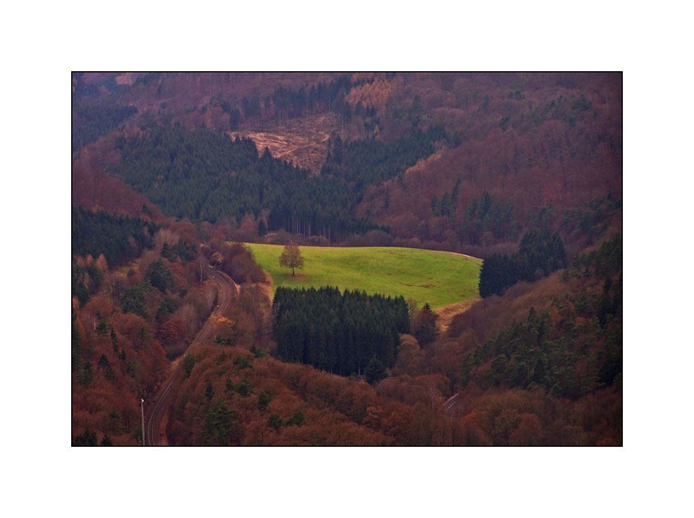 Ein Baum im Grünen