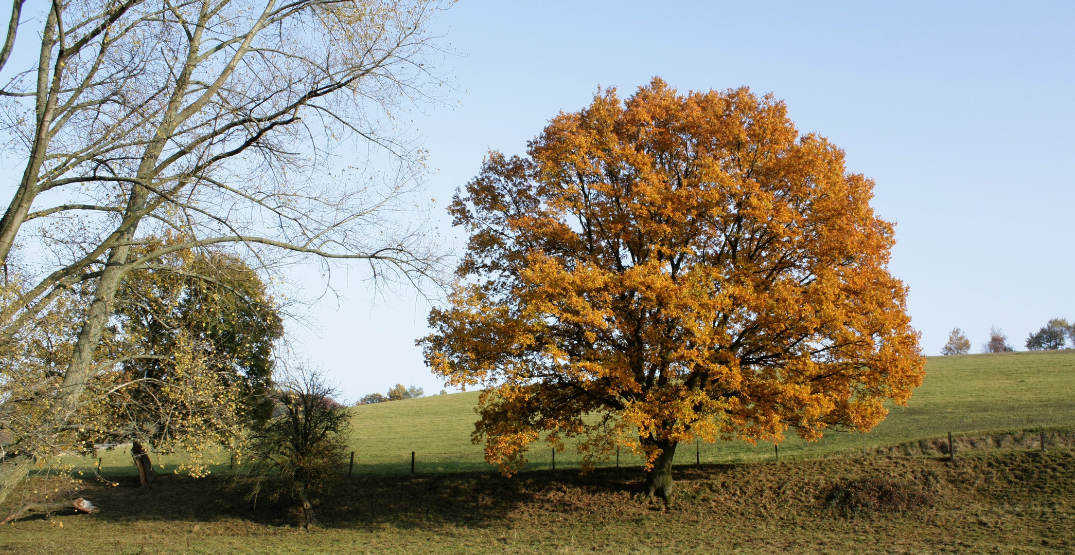 ein Baum im Herbst