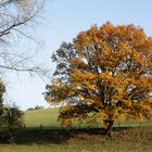 ein Baum im Herbst