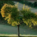 Ein Baum im Herbst