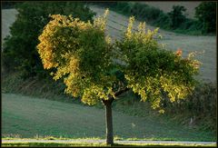 Ein Baum im Herbst