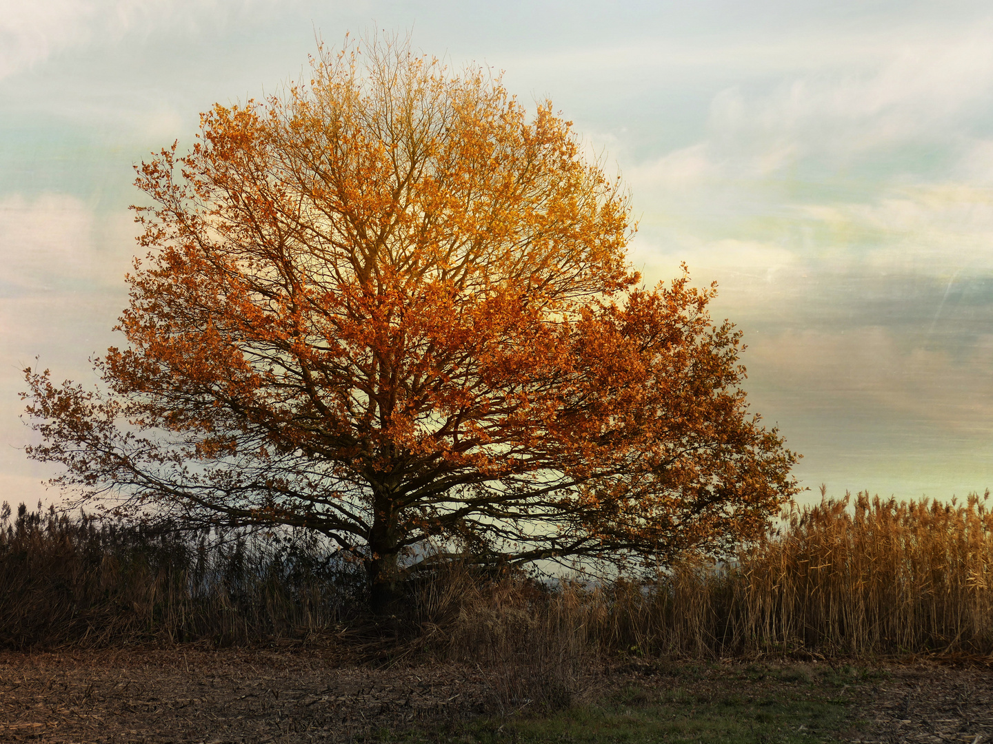 ein Baum im Herbst..