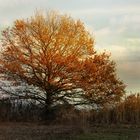 ein Baum im Herbst..