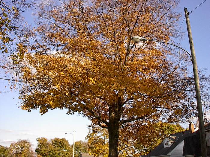 Ein Baum im Herbst