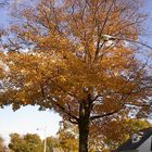 Ein Baum im Herbst