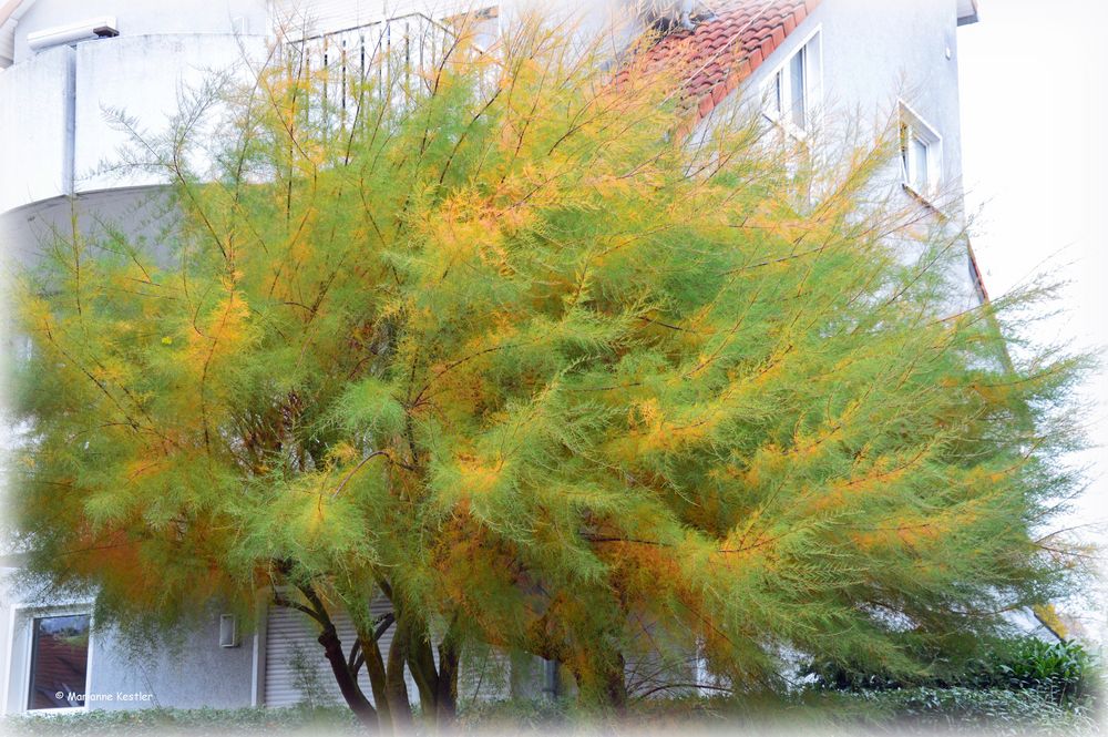 Ein Baum im Herbst