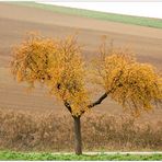 Ein Baum im Herbst - vier Wochen später