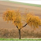 Ein Baum im Herbst - vier Wochen später