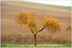 Ein Baum im Herbst - vier Wochen später