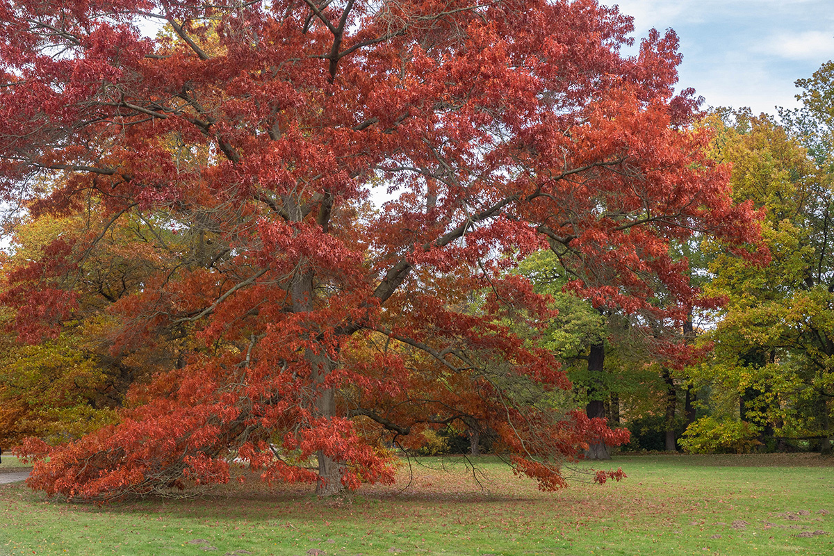 Ein Baum im Herbstkleid