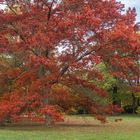 Ein Baum im Herbstkleid