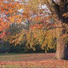 Ein Baum im Kleide des Herbstes