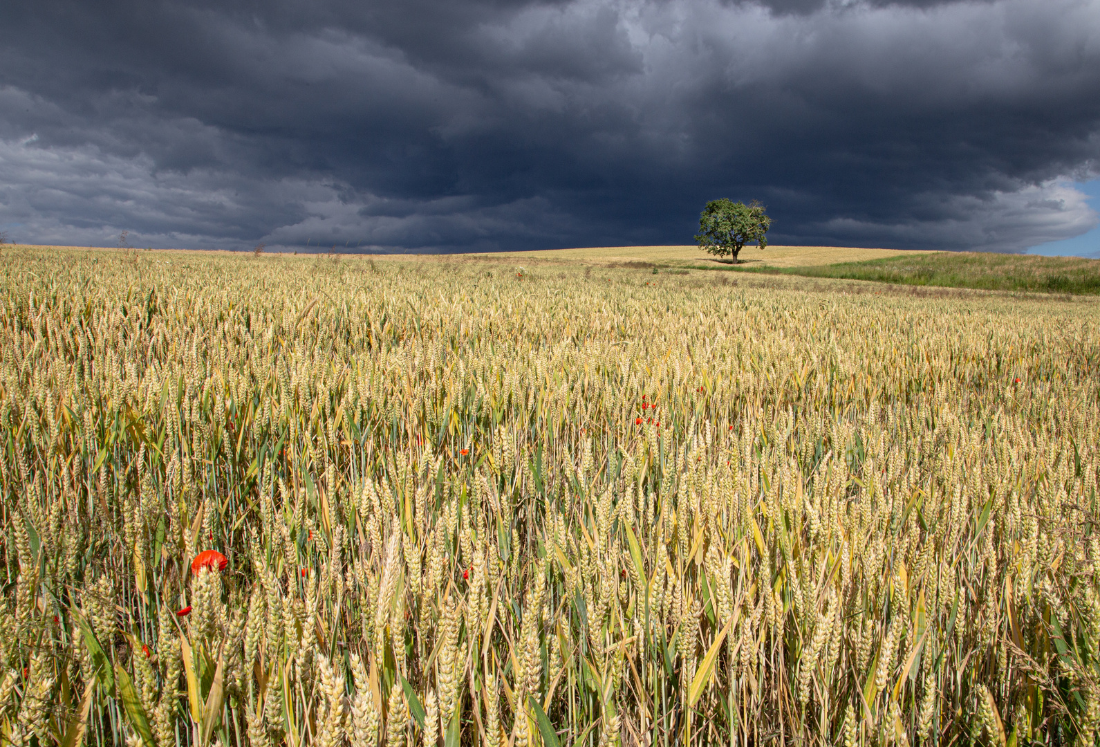 Ein Baum im Kornfeld