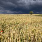 Ein Baum im Kornfeld