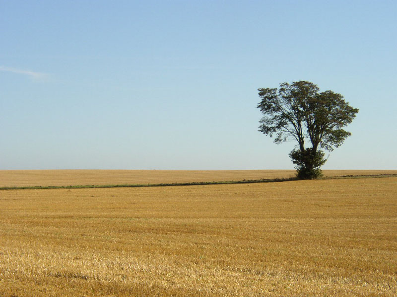 Ein Baum im Kornfeld